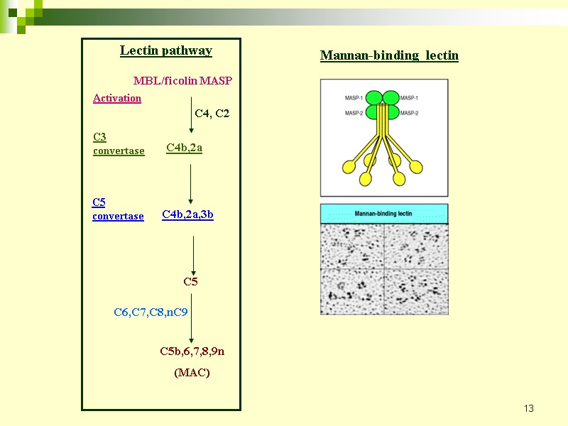 13 Mannan-binding lectin